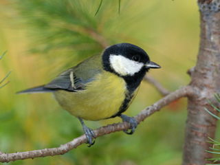 ornit_0012