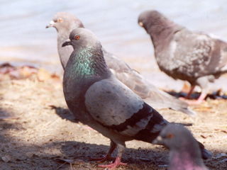 ornit_0044