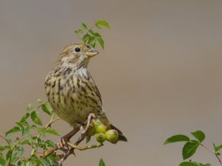 ornit_0056