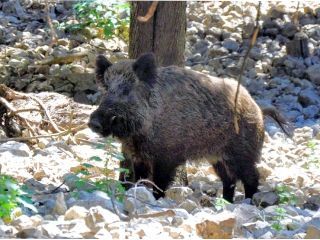 cinghiale