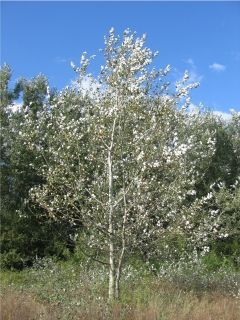 flo_ Populus_alba_01