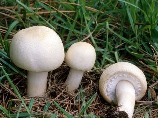 mic_ Agaricus arvensis