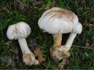 mic_ Agaricus xanthodermus