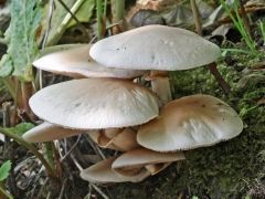 mic_ Agrocybe cylindracea
