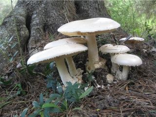 mic_ Amanita ovoidea