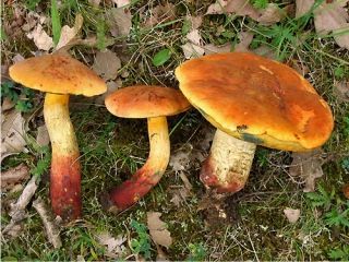 mic_ Boletus queletii