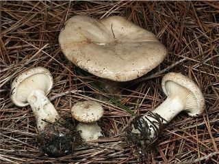 mic_ Clitocybe alexandri
