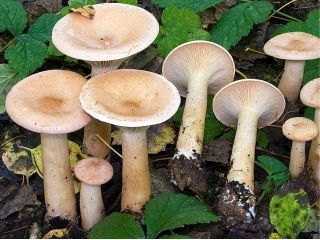 mic_ Clitocybe geotropa
