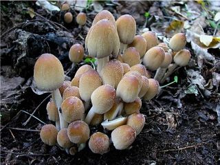 mic_ Coprinus micaceus