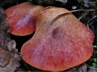 mic_ Fistulina hepatica