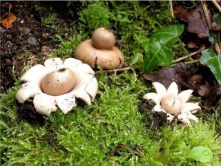 mic_ Geastrum sessile