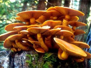 mic_ Gymnopilus spectabilis