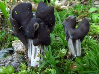 mic_ Helvella lacunosa