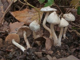mic_ Inocybe geophylla