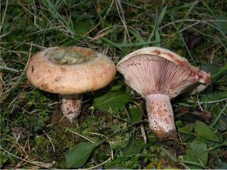 mic_ Lactarius sanguifluus