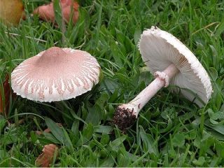 mic_ Lepiota excoriata