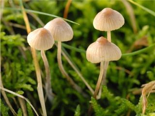 mic_ Mycena flavoalba