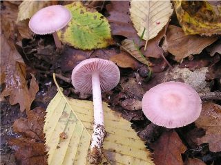 mic_ Mycena pura