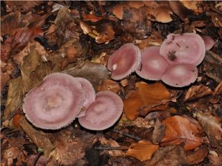 mic_ Mycena rosea