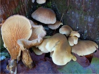 mic_ Paxillus panuoides