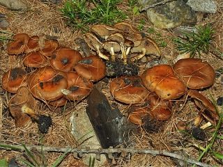 mic_ Pholiota higlandensis
