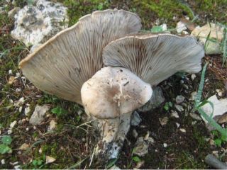 mic_ Pleurotos eryngii var.ferulae