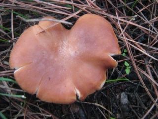 mic_ Rhodocybe truncata