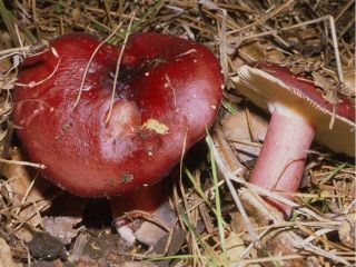 mic_ Russula torulosa