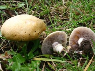 mic_ Stropharia coronilla
