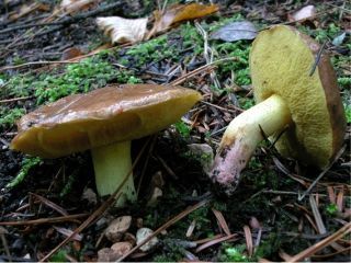 mic_ Suillus collinitus
