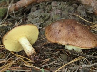 mic_ Suillus granulatus