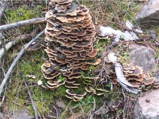 mic_ Trametes versicolor