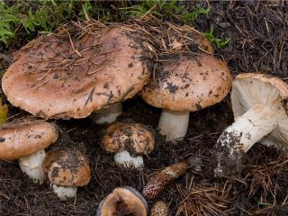 mic_ Tricholoma cedretorum