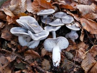 mic_ Tricholoma terreum