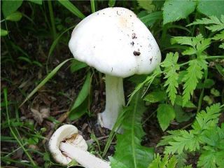 mic_ Volvariella speciosa