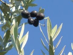 flo_ olivo foglie